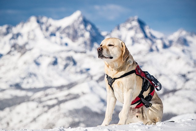 Patrol pooch takes a break in the sun on a Mammoth spring day.