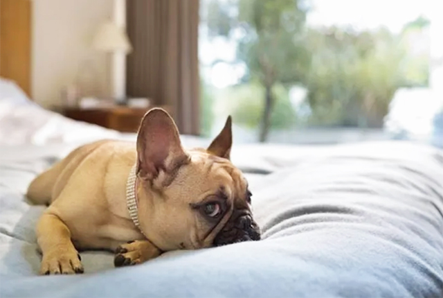 Paw House Inn, dog friendly hotel, Killington, dog on hotel bed.