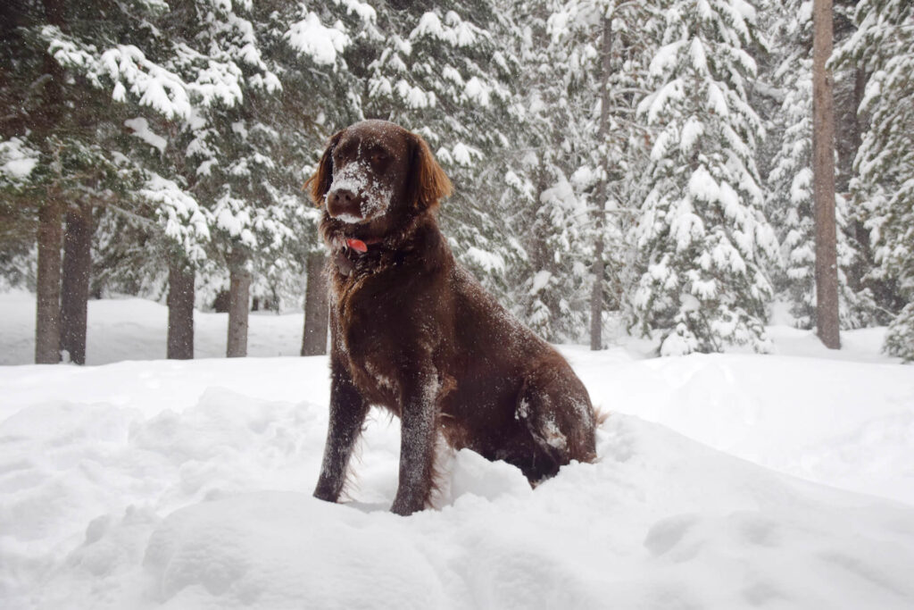 Dog sitting in the snow in Jackson Hole