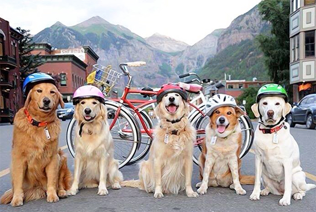 The Hotel Telluride dogs on Main Street.